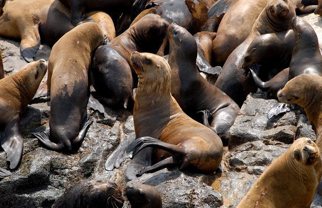 Nagez avec les lions de mer aux îles Palomino - Photo 7